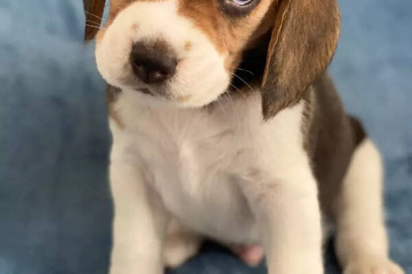 10 things to know before getting a pet Beagle puppy